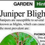 Juniper Tip Blight