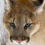 Cougar Love: Smart, Silly -- or Both?