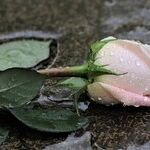 The Sincerest Remembrance