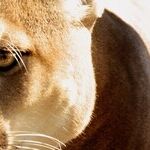 Cougar Talk Revisited