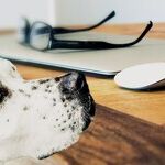 Bring Your Dog to Work Day