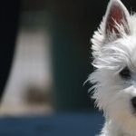 Reign Of Terrier