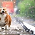 Bark Ranger