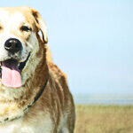 Service Animals Bark Back