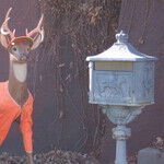 Deer Valued More Than Dear?
