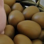Wife's Empty Nest Egg