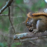 Going Nuts Over Food Allergies