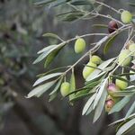 Extending an Olive Branch to Sister-In-Law
