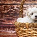 Designer Dog Breeds Problems