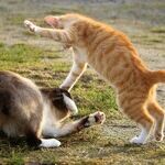 Fighting Does Not Go Unnoticed