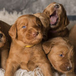Pet Odors Impacting Home