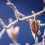 The Chronic Cold
