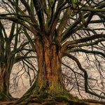 Family Tree