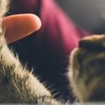 How to Give Your Cat a Pill