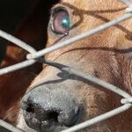 A Friend Who Abuses Animals Isn't a Good Friend