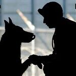 A Dog's Plea