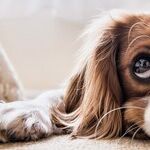 Avoid Raising Heirs of Desperation