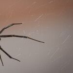 Did Her Father Marry a Black Widow?
