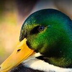 If It Tells You It's a Duck, It's a Duck