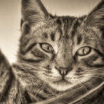 How to Cut the Cost of Owning a Pet