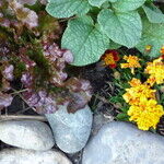 The Best Inexpensive Gadgets and Gear for a Do-it-Yourself Garden