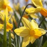 Life Lessons From a Daffodil Garden