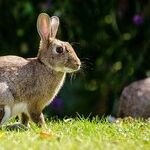 Rabbit-Bait Buffet