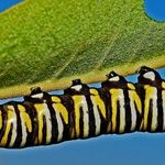 Get Rid of Annoying Insects Fast and Easy Without Poisons