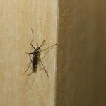 How to Get Rid of Mosquitoes
