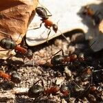 Readers in Search of Help with Ants and Sharks
