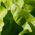 Why I Can't Bring Myself to Buy Salad Greens in a Bag