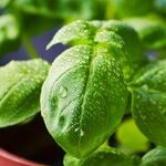 Plant an Edible Garden No Matter Where You Are or What You Have