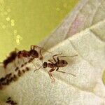 Make Your Own Safe and Effective Ant Spray