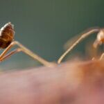 Quick and Easy Ways to Get Rid of Pesky Ants