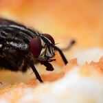 Ask Me Anything: Fruit Flies, Rusty Garden Tools, Eufy HomeVac HEPA-Style Filters
