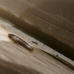 Ask Me Anything: Formica Restore, Silverfish Relief, Party Pressure