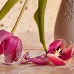 How to Persuade Cut Flowers to Last Twice as Long