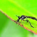 7 Ways to Wage War Against Mosquitoes -- and Win!