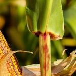 The Best Sweet Corn Tricks Ever Plus More Great Reader Tips