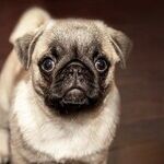 Great Reader Tips: Dog Treats, Earring Fix, Recycled Vinegar, Dog Hair Magnet and Lots More