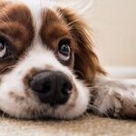 How to Buy Carpet: What You Need to Know to Make the Perfect Decision