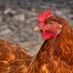 Chicken Labeling at the Supermarket: Prepare to Be Surprised