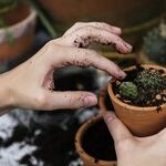 The Cheapskate Gardener