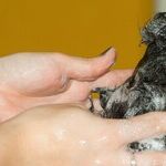 The Costly Mistakes You Make with Your Choice of Shampoo