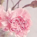 This Is How to Make Cut Flowers Last Twice as Long