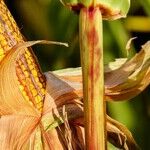4 Absolutely Brilliant Ways to Cook Corn on the Cob