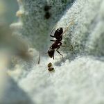 Make Your Own Natural Nontoxic Ant Spray
