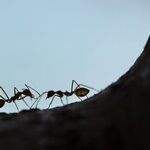 11 Ways to Use Ordinary Pantry Items to Get Rid of Ants