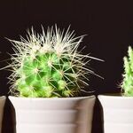 7 Common Houseplants That Are Pet-Friendly and Low-Maintenance