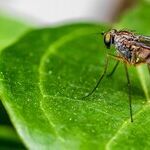 9 Ways to Wage War Against Mosquitoes -- and Win!